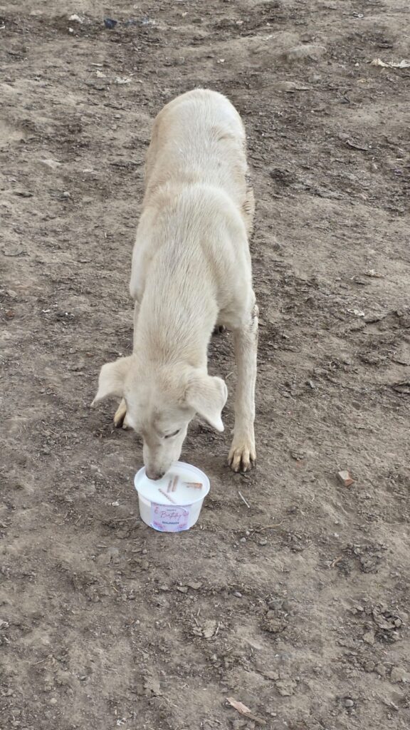 Celebrate Your Birthday by Helping Animals